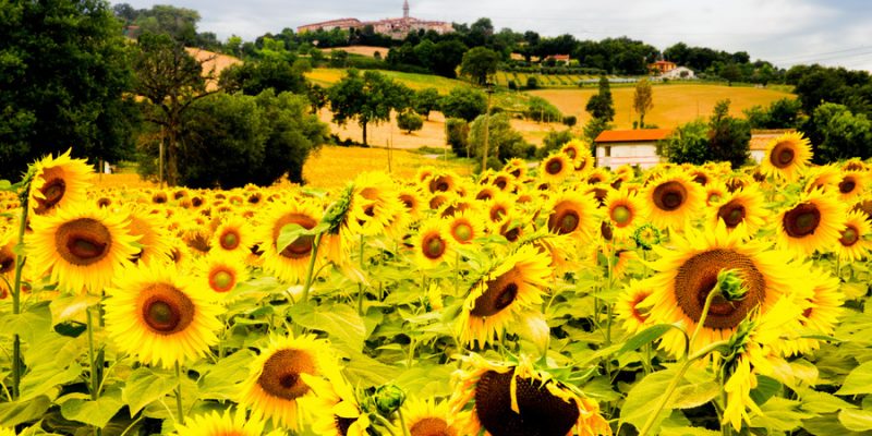 Zonnebloemvelden in Le Marche Zonnebloemvelden in Le Marche