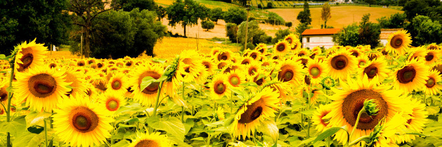 Zonnebloemvelden in Le Marche