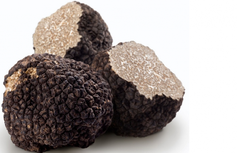 Truffels, het goud van Le Marche